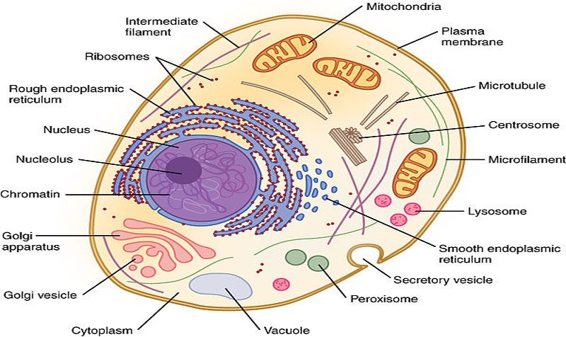 ASB - Module 06 - Contrer les infections, soutenir l’immunité